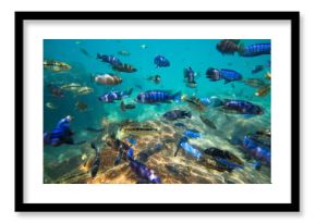 Underwater world of Lake Malawi - Malawi