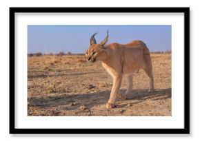 Caracal
