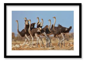 Ostriches, Etosha National Park, Namibia