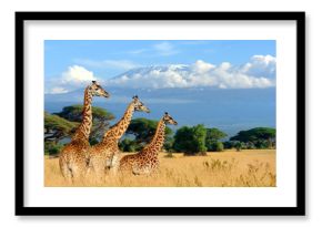 Three giraffe on Kilimanjaro mount background in National park of Kenya