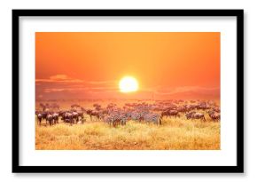 Zebras and antelopes in africa national park. Sunset.