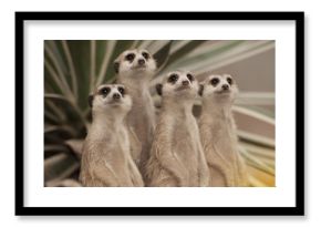 Suricate or meerkat (Suricata suricatta) standing on guard.