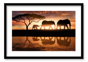 family of elephants