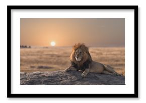 A male lion is sitting on the top of the rock ,looking for his area . He looks so gorgeous. 