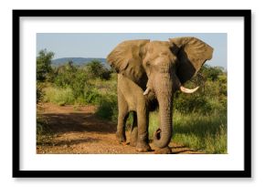 Bull elephant walking