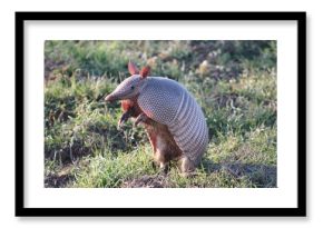 Armadillo standing on his hind legs looking to the side