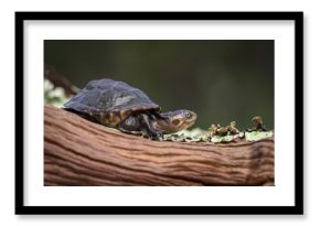 Terrapin on a log at the source lake of the Cuanavale river in Angola