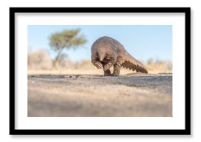 Ground Pangolin 
