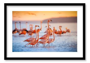 pink flamingos in sun