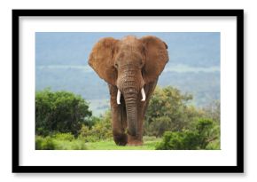 African Elephant, Loxodonta africana, South Africa