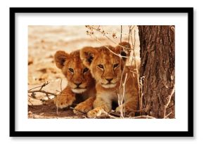 Lion cubs