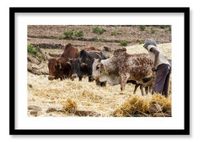 A man threshing the grain with three oxen - Amhara - Ethiopia