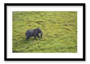 Aerial View of Large Male Elephant Walking Through the Tall Grasses on the Savannah in Botswana 