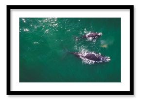 Aerial view over a Southern Right Whale and her calf along the overberg coast close to Hermanus in South Africa