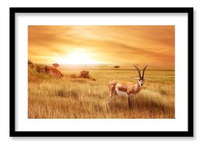 Lonely antelope (Eudorcas thomsonii) in the African savanna against a beautiful sunset. African landscape.
