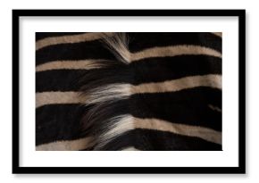 Close-up of zebra in safari park