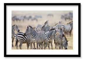 Herd of wild zebra in East Africa