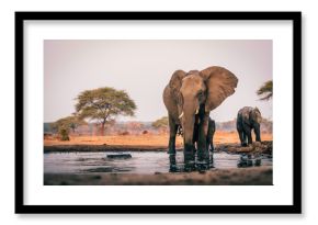 Elefantenkuh mit Jungem am Wasserloch, Senyati Safari Camp, Botswana