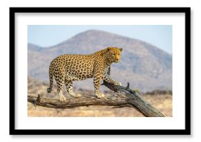 The Leopard in Namibia
