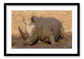 Rhino rolling in the mud in Mokala National Park in South Africa
