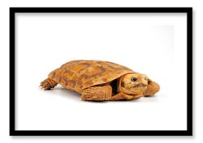 Spaltenschildkröte (Malacochersus tornieri) - Pancake tortoise