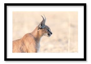 Caracal (Caracal caracal)