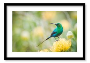 Close up image of a brightly coloured male Malachite Sunbird sitting on a bright yellow pincushion protea in the western cape of south africa