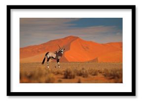 Gemsbok with orange sand dune evening sunset. Gemsbuck, Oryx gazella, large antelope in nature habitat, Sossusvlei, Namibia. Wild animals in the savannah. Animal with big straight antler horn.