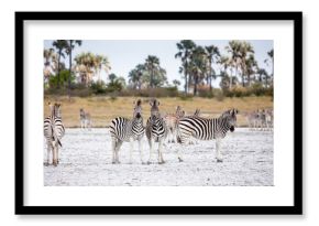 Zebras migration -  Makgadikgadi Pans National Park - Botswana