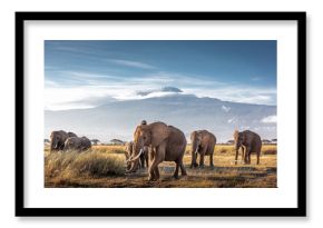 Herd of African Elephants in Front of Kilimanjaro