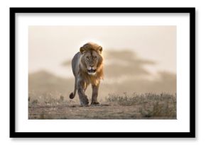 Male lion walking if african landscape
