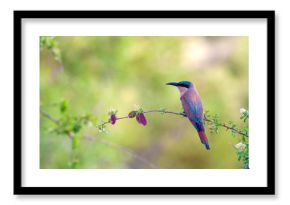 birds in the national parks of africa mpumalanga national park south africa