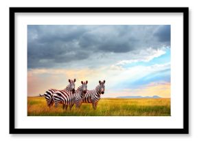 Group of zebras in the African savanna against the beautiful sky with clouds at sunset. Free space for text.