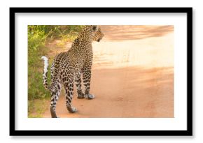 Leopard in Tsavo