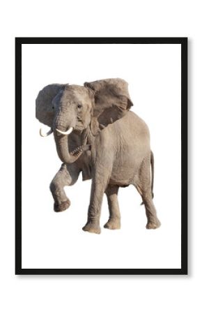 African Elephant Raising Leg Isolated