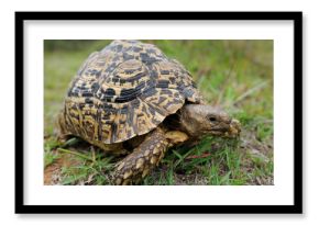 Leopard tortoise in green grass