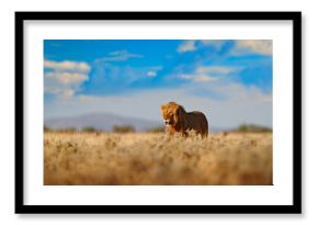 Lion walk. Portrait of African lion, Panthera leo, detail of big animals, Etocha NP, Namibia, Africa. Cats in dry nature habitat, hot sunny day in desert. Wildlife scene from nature. African blue sky.