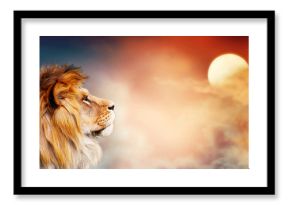 African lion and sunset in Africa. Savannah landscape theme, king of animals. Spectacular warm sun light and dramatic red cloudy sky. Proud dreaming fantasy leo in savanna looking forward.