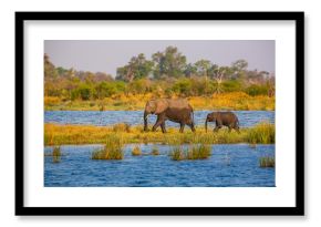 Elephants from Caprivi Strip - Bwabwata, Kwando, Mudumu National park - Namibia