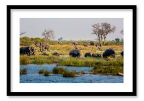 Elephants from Caprivi Strip - Bwabwata, Kwando, Mudumu National park - Namibia
