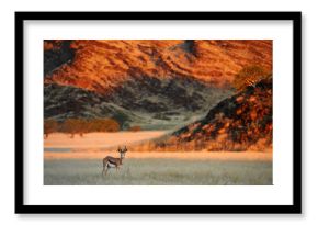 Springbok (Antidorcas marsupialis) grazing in the savannah