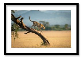 Cheetah walks down twisted tree in savannah