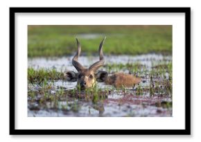 Male sitatunga antelope hiding in water