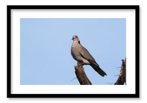 Mourning collared dove, or African mourning dove, Streptopelia decipiens