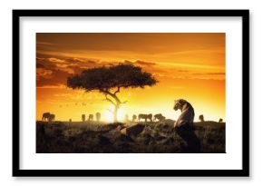 African Safari Sunset Scene With Lioness