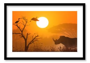 rhino at sunset