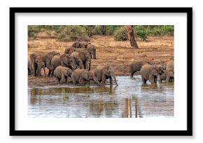 elephant group drinking at the pool in kruger park south africa huge panorama