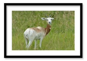 Portrait of an addra gazelle framed by grasses 