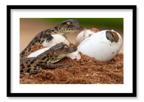 Nile Crocodile baby, hatchling, eggs, newborn, hatching