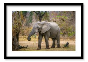 elephant in kruger national park, mpumalanga, south africa 65